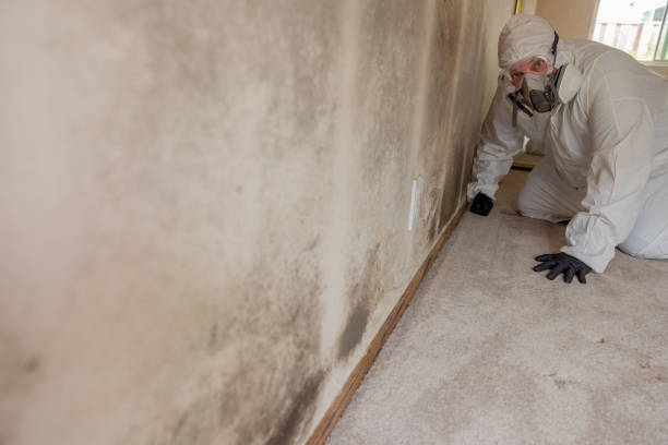 Best Emergency Mold Remediation  in Obetz, OH